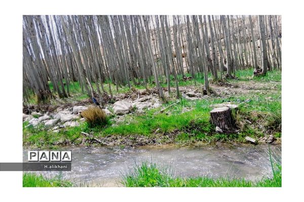 هنرنمایی بهار در روستای دره‌بید