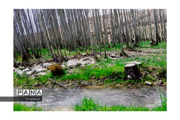 هنرنمایی بهار در روستای دره‌بید