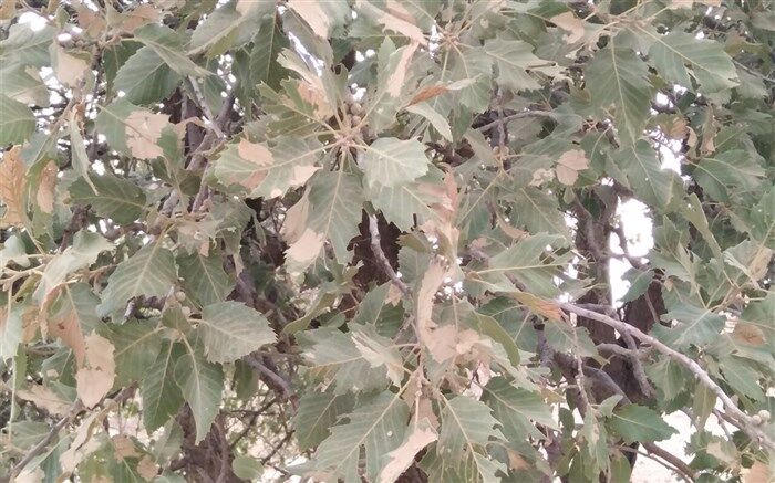 53 هزار هکتار از عرصه‌های منابع طبیعی دچار آفت پروانه سفید برگ‌خوار بلوط شده است