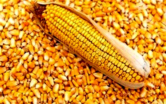 خواص ذرت برای کودکان