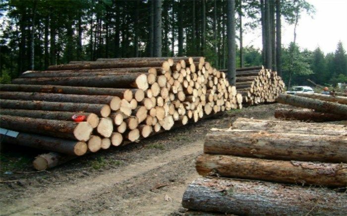 ضرورت برخورد قاطع با عاملان قطع درختان و زمین‌خواری