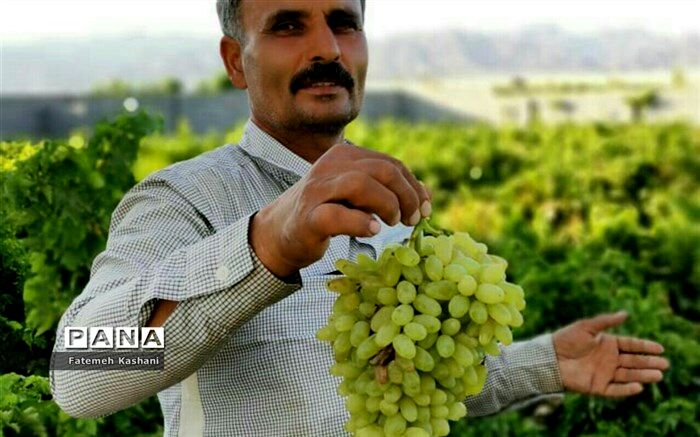 خبر خوب جهاد کشاورزی برای حمایت از کشاورزان