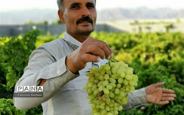 خبر خوب جهاد کشاورزی برای حمایت از کشاورزان