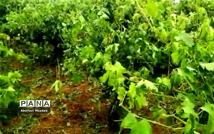خسارت ۲۱۶ میلیارد تومانی تگرگ به باغات خلیل آباد
