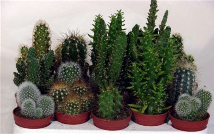 ‌ترفندی که رشد کاکتوس را چند برابر می‌کند