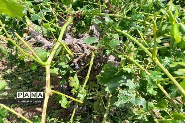 خسارت تگرگ به باغات انگور، خلیل آباد