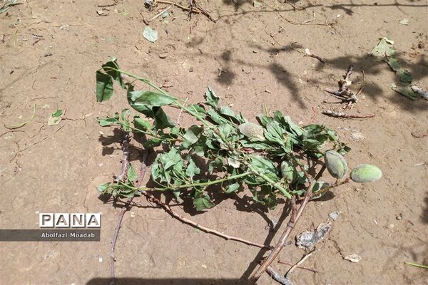 خسارت تگرگ به باغات انگور، خلیل آباد