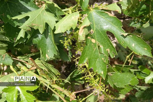 خسارت تگرگ به باغات انگور، خلیل آباد