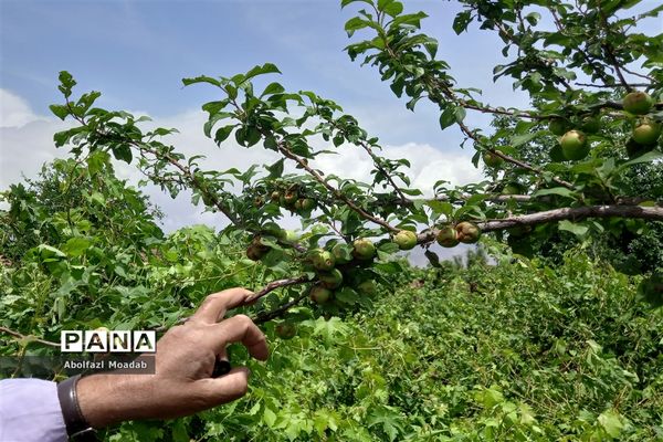 خسارت تگرگ به باغات انگور، خلیل آباد