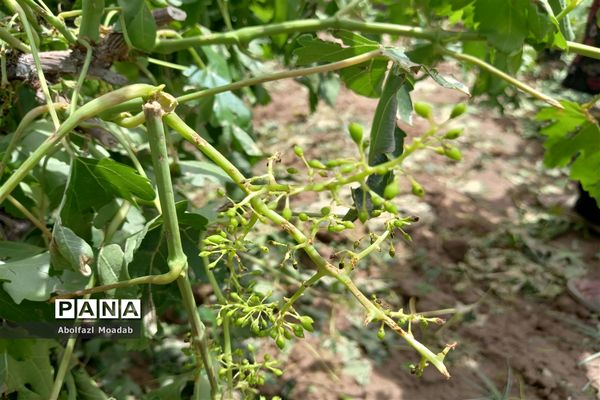 خسارت تگرگ به باغات انگور، خلیل آباد