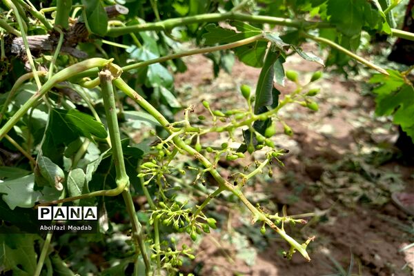 خسارت تگرگ به باغات انگور، خلیل آباد