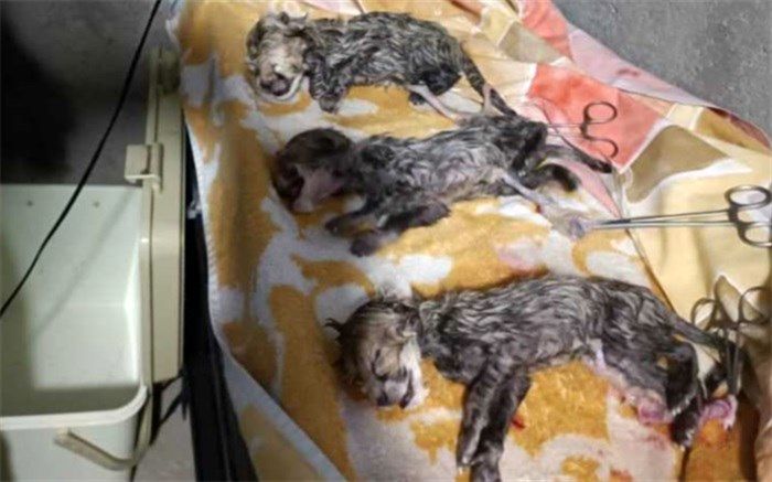 فرزندان «ایران» با مشارکت مردم نامگذاری می‌شوند