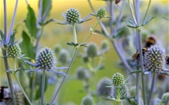 خواص چوچاق چیست؟