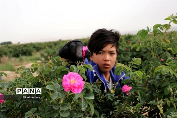 برداشت گل محمدی از مزارع شهرستان جعفرآباد قم
