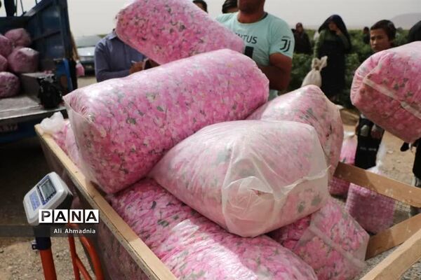 برداشت گل محمدی از مزارع شهرستان جعفرآباد قم