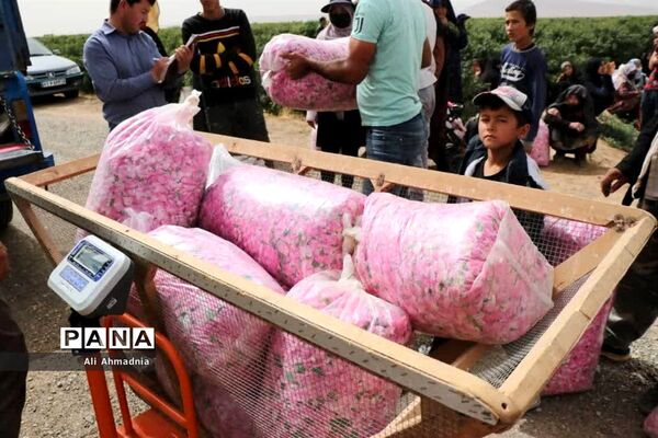برداشت گل محمدی از مزارع شهرستان جعفرآباد قم
