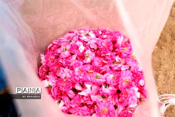 برداشت گل محمدی از مزارع شهرستان جعفرآباد قم