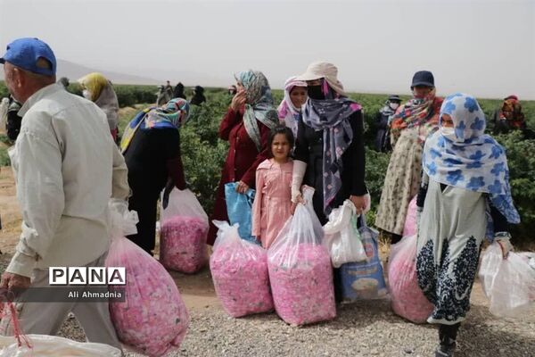 برداشت گل محمدی از مزارع شهرستان جعفرآباد قم