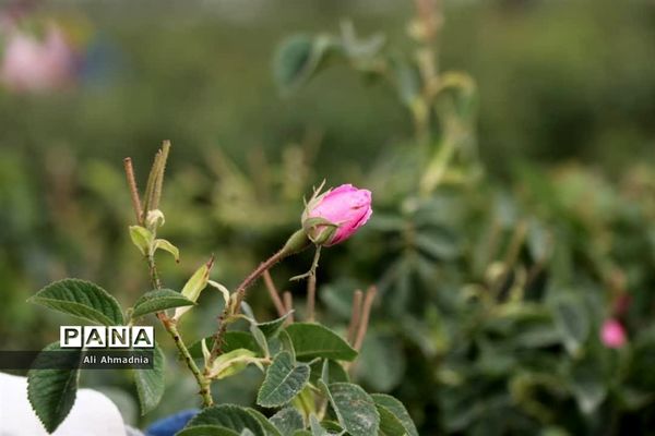 برداشت گل محمدی از مزارع شهرستان جعفرآباد قم