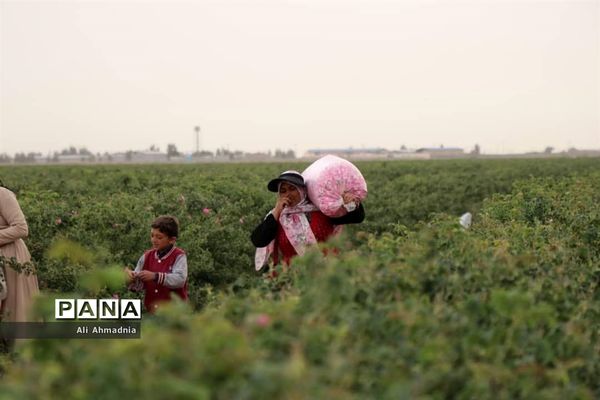 برداشت گل محمدی از مزارع شهرستان جعفرآباد قم