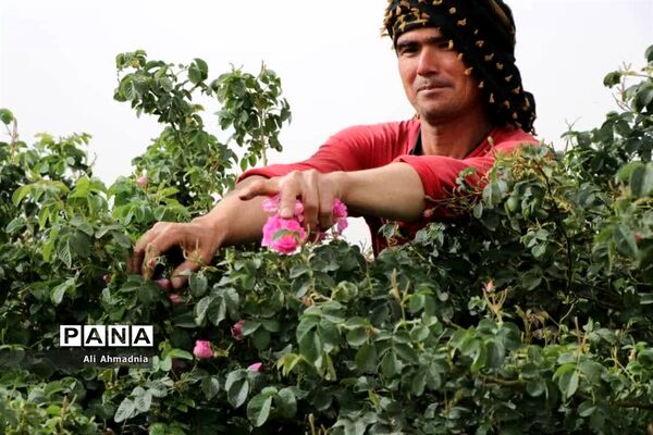 برداشت گل محمدی از مزارع شهرستان جعفرآباد قم