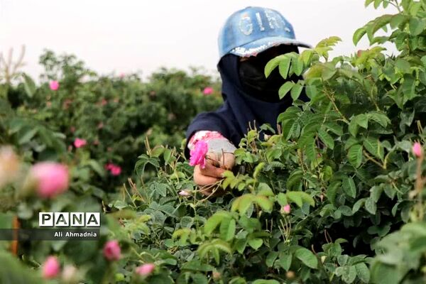 برداشت گل محمدی از مزارع شهرستان جعفرآباد قم