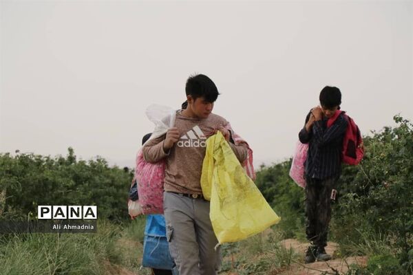 برداشت گل محمدی از مزارع شهرستان جعفرآباد قم