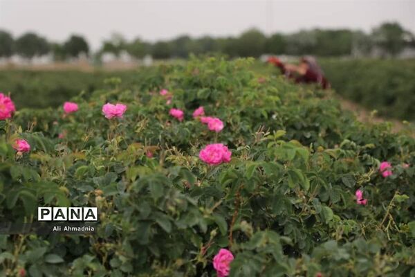 برداشت گل محمدی از مزارع شهرستان جعفرآباد قم