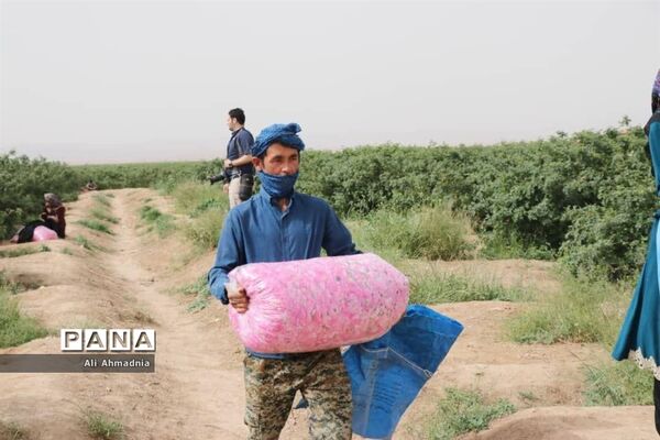 برداشت گل محمدی از مزارع شهرستان جعفرآباد قم