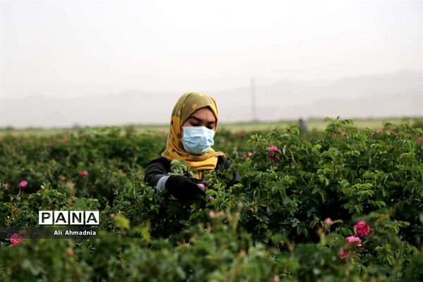 برداشت گل محمدی از مزارع شهرستان جعفرآباد قم