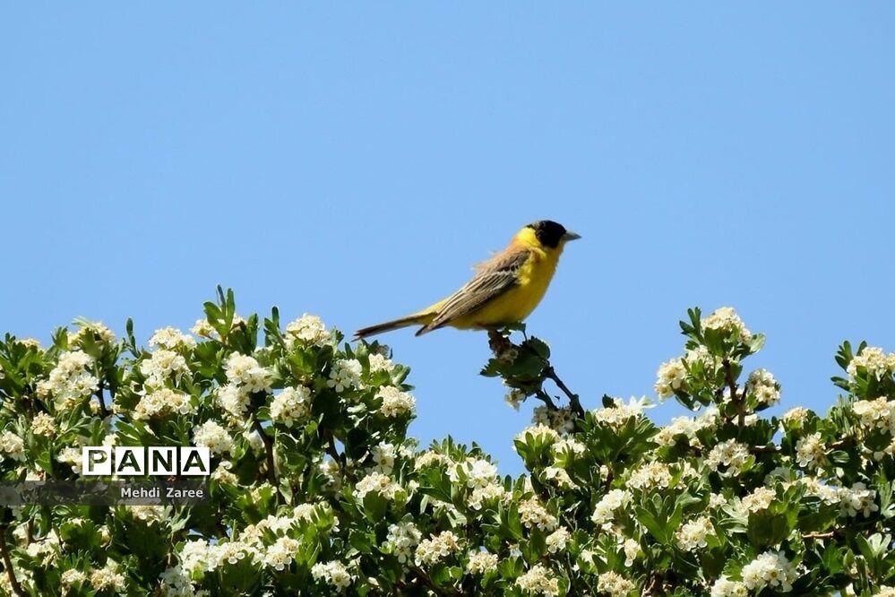 جلوه‌های طبیعت چیکان