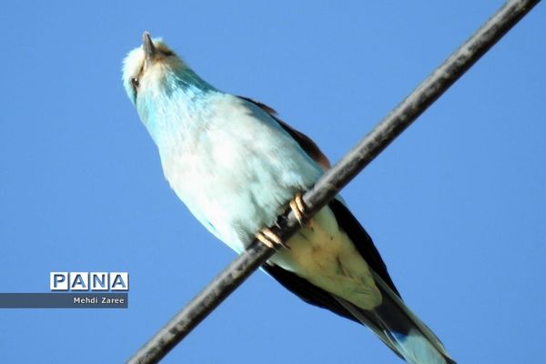 جلوه‌های طبیعت چیکان