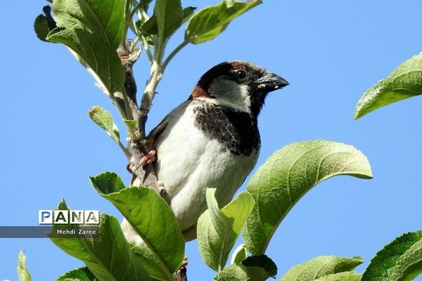 جلوه‌های طبیعت چیکان