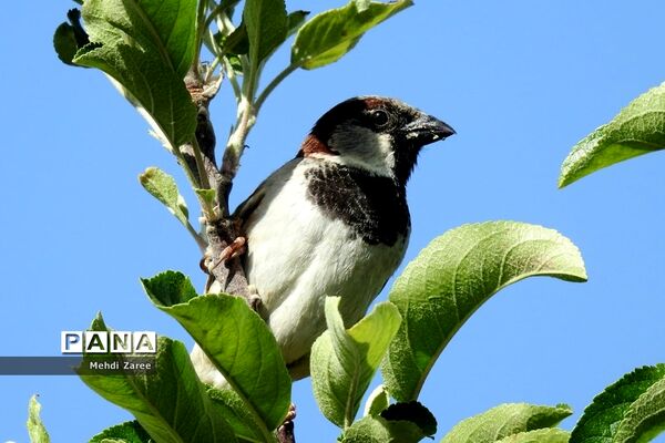 جلوه‌های طبیعت چیکان