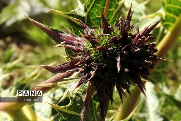 جلوه‌های طبیعت چیکان