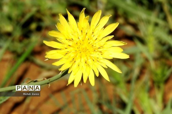 جلوه‌های طبیعت چیکان