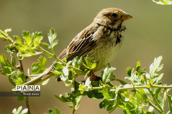 جلوه‌های طبیعت چیکان