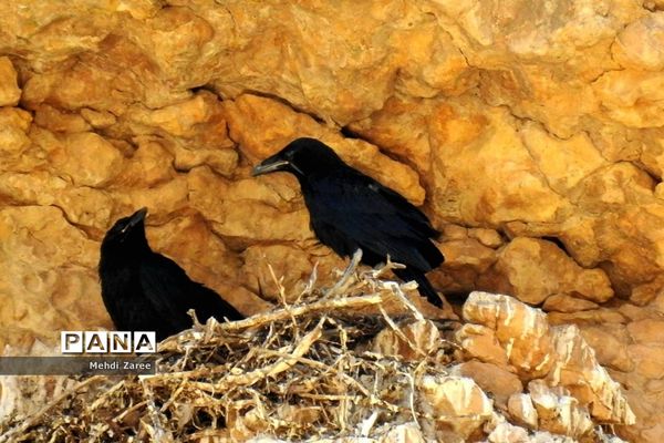 جلوه‌های طبیعت چیکان