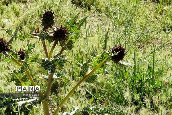 جلوه‌های طبیعت چیکان