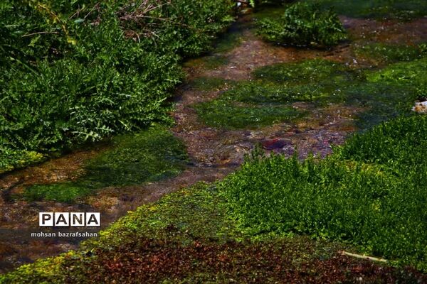 طبیعت بهاری آبگرم قزوین