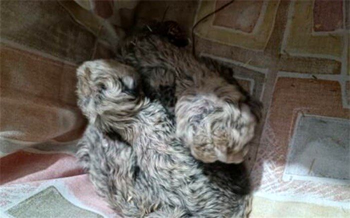 دومین توله یوز ایرانی تلف شد