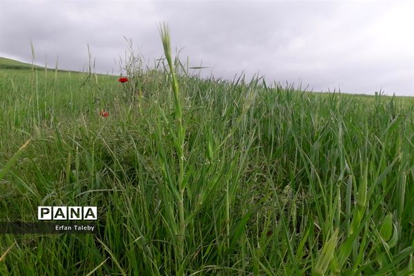 طبیعت زیبای بهاری روستای قیه باشی بزرگ شهرستان کلیبر