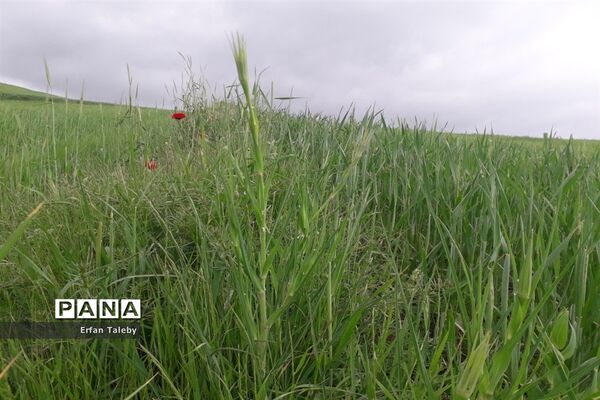 طبیعت زیبای بهاری روستای قیه باشی بزرگ شهرستان کلیبر