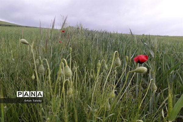 طبیعت زیبای بهاری روستای قیه باشی بزرگ شهرستان کلیبر