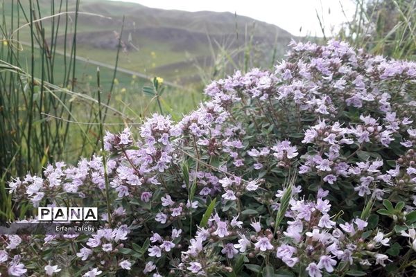 طبیعت زیبای بهاری روستای قیه باشی بزرگ شهرستان کلیبر