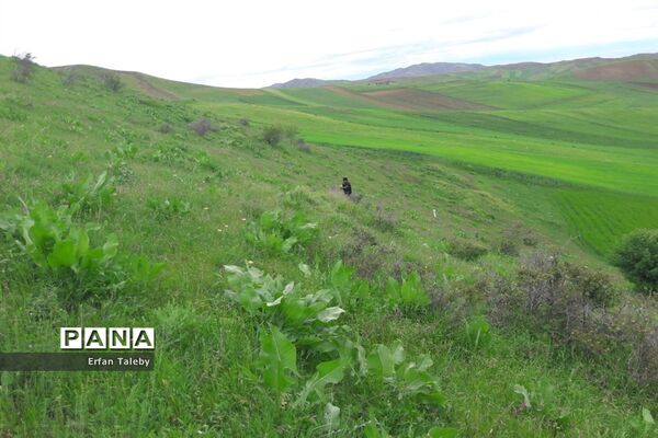 طبیعت زیبای بهاری روستای قیه باشی بزرگ شهرستان کلیبر