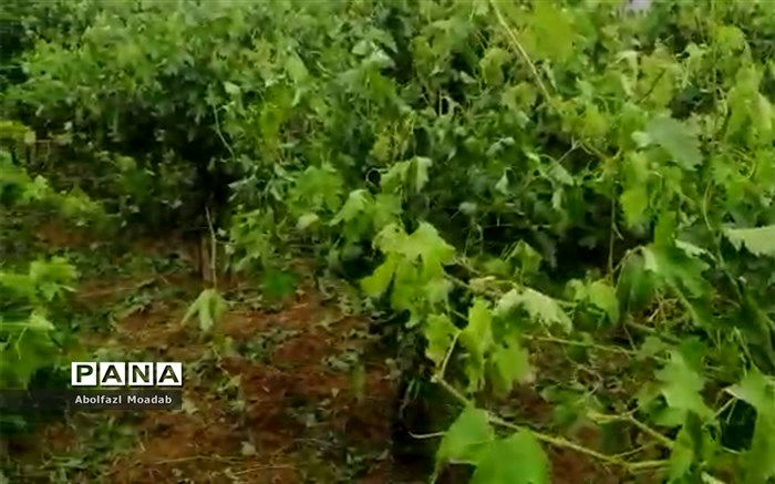 ۲۰ هزارمیلیارد تومان به تولیدکنندگان بخش کشاورزی تخصیص می‌یابد