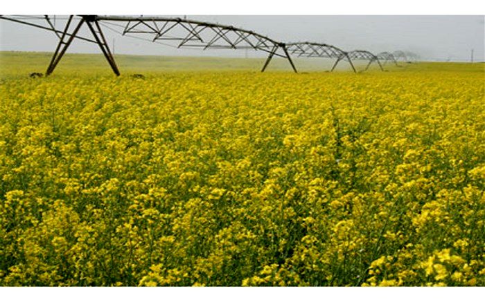 کشت قراردادی در کشور توسعه می‌یابد