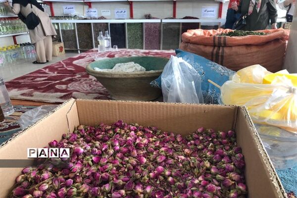 برگزاری مراسم گلاب گیری در کاشان
