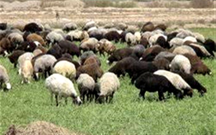 صدور دامدار کارت جدید